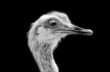 autruche portrait