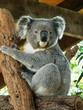 Australian Koala