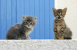 deux chatons