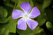 Flor