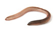 Earthworm Isolated on White