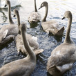 A group of young Mute Swans (Cygnus olor)