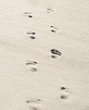 Footsteps in sand