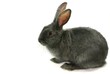 hase
