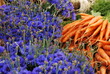Kornblumen