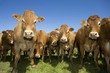 herd of cows