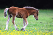 New Forest Pony