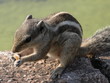 chipmunk à Bundi (Rajasthan-Inde)