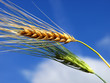barley green and yellow
