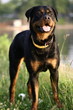 dog full-size