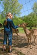 Kind füttert Rehe