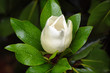 fleur de magnolia