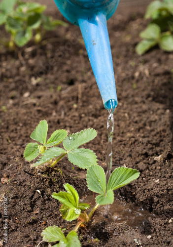 watering