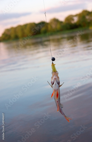 Small perch caught on original russian porolonka jig lure Small perch caught on original russian porolonka jig lure