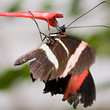 Papillon suspendu