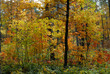 Photo: Colors of Fall Colors of Fall