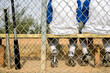 Rear view little league baseball team sitting on bench