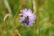 Papillon sur une knautie