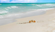 Crab on Tropical Beach