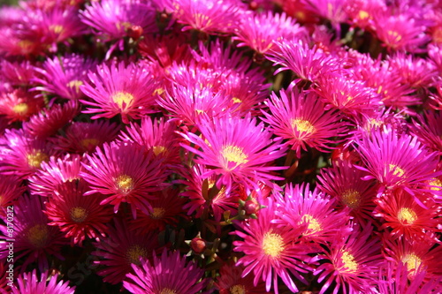 Photo: flores flores