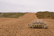Tortoise on dirt road, ground view