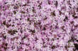 Bed of Pink flowers Bed of Pink flowers