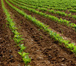 Field of turnip beets growing