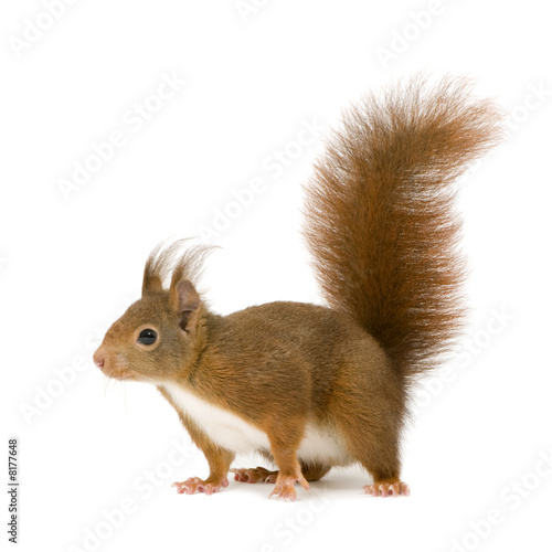 Eurasian red squirrel - Sciurus vulgaris (2 years)