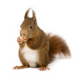 Eurasian Red Squirrel - Sciuru...