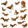 arrangement of squirrels arrangement of squirrels