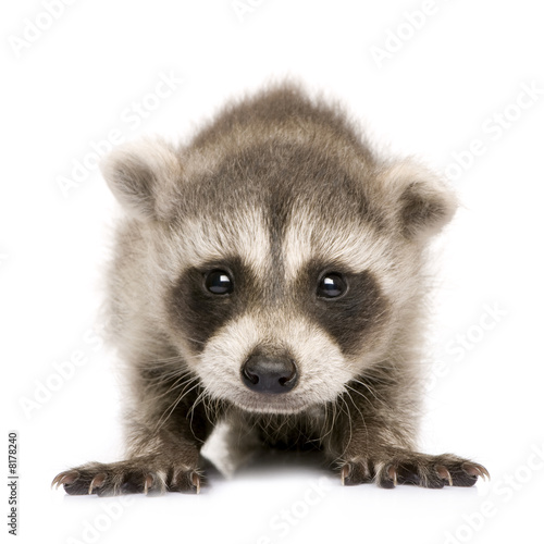 baby raccoon (6 weeks) - Procyon lotor