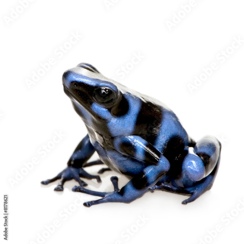 Blue And Black Poison Dart Frog - Dendrobates Auratus