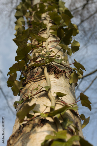 Ivy climbing up a tree