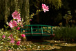Monet pond