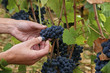 vine and vine growing