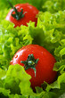 Ripe Tomatoes on Lettuce