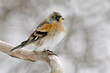 Brambling