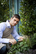 Male florist or gardener pruning shrubs