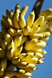 Baby gold bananas on tree