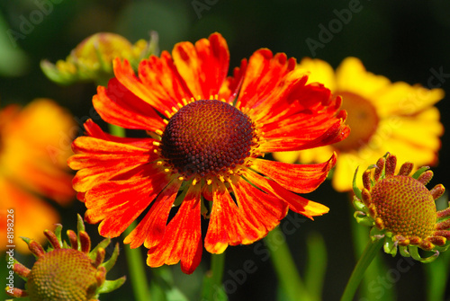 Sonnenbraut