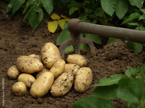 pommes de terre