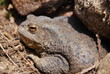 le crapaud