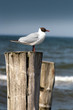 Möwe