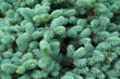 Coniferous tree 01