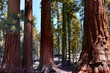 Photo en ligne au meilleur prix Redwoods California