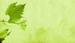 feuilles de vigne en été