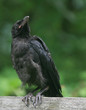 raven