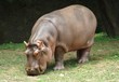 Hippopotamus