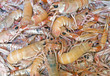 shrimps