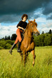 horse